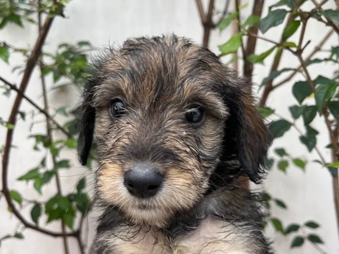 Cachorro ra a SRD-ViraLata idade 2 a 6 meses nome Michael Jackson