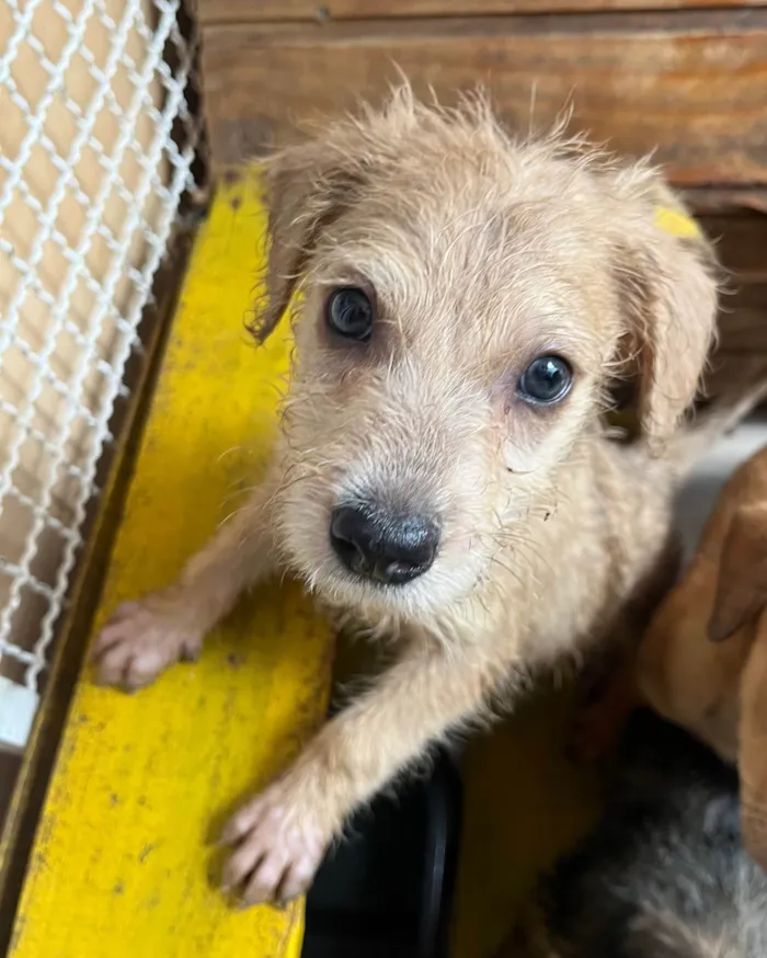 Cachorro ra a SRD-ViraLata idade 2 a 6 meses nome Elvis Presley