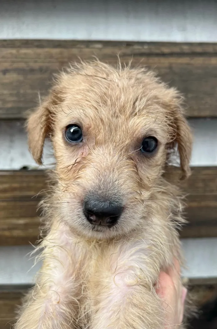 Cachorro ra a SRD-ViraLata idade 2 a 6 meses nome Elvis Presley