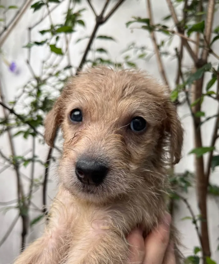 Cachorro ra a SRD-ViraLata idade 2 a 6 meses nome Elvis Presley