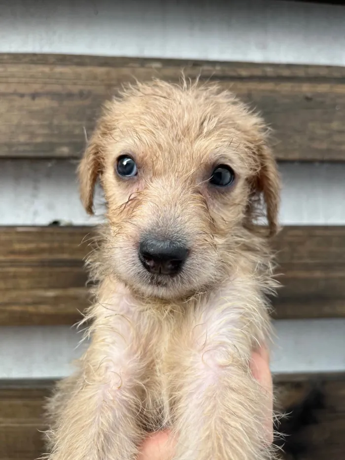 Cachorro ra a SRD-ViraLata idade 2 a 6 meses nome Elvis Presley