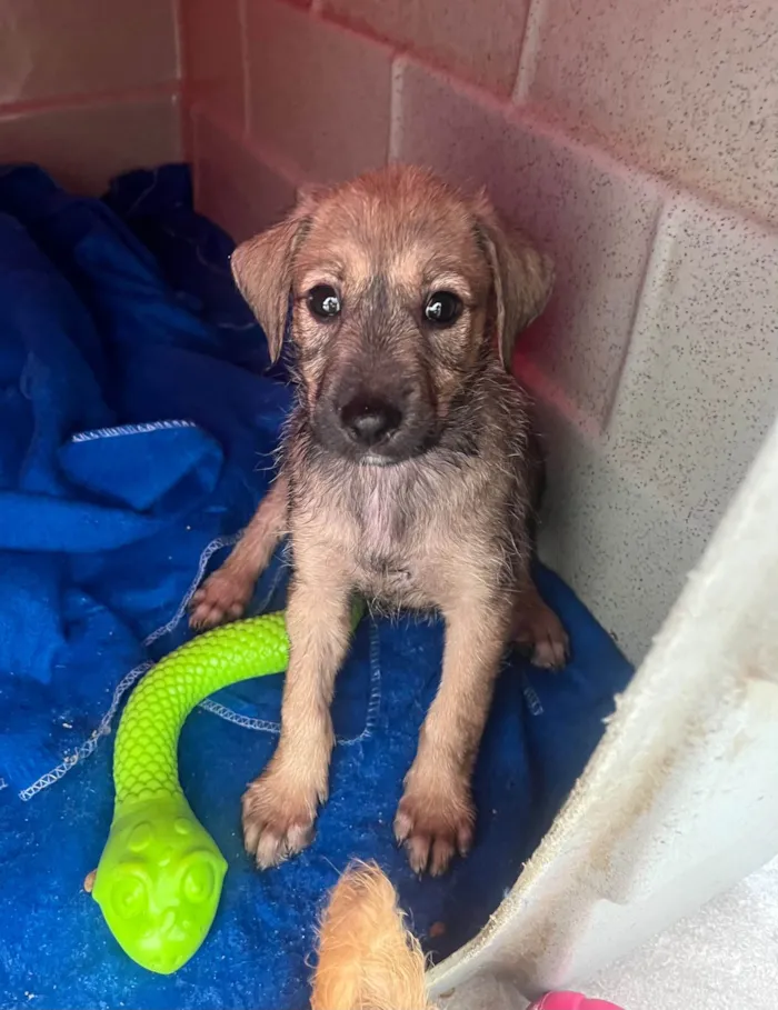 Cachorro ra a SRD-ViraLata idade 2 a 6 meses nome Freddie Mercury