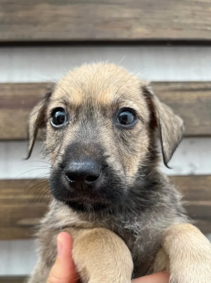 Cachorro ra a SRD-ViraLata idade 2 a 6 meses nome Freddie Mercury