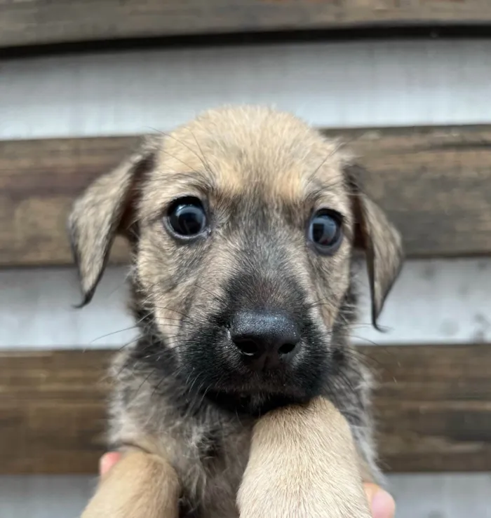 Cachorro ra a SRD-ViraLata idade 2 a 6 meses nome Freddie Mercury