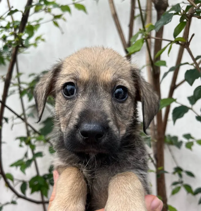 Cachorro ra a SRD-ViraLata idade 2 a 6 meses nome Freddie Mercury