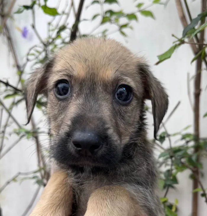 Cachorro ra a SRD-ViraLata idade 2 a 6 meses nome Freddie Mercury