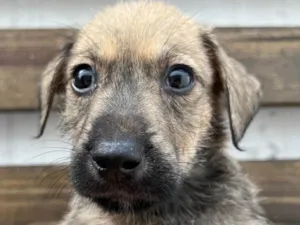 Cachorro raça SRD-ViraLata idade 2 a 6 meses nome Freddie Mercury