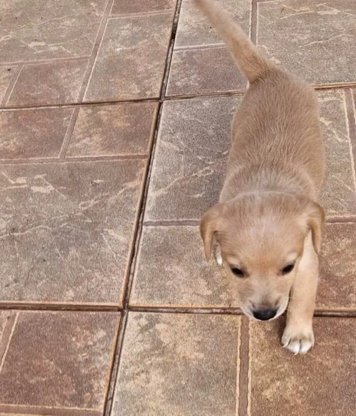 Cachorro ra a SRD-ViraLata idade 2 a 6 meses nome Maria antonieta 