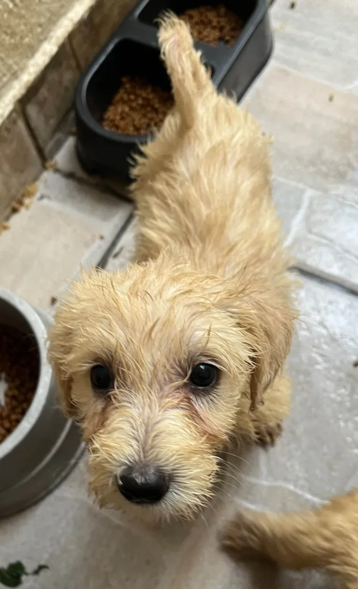 Cachorro ra a SRD-ViraLata idade 2 a 6 meses nome Ed Sherann