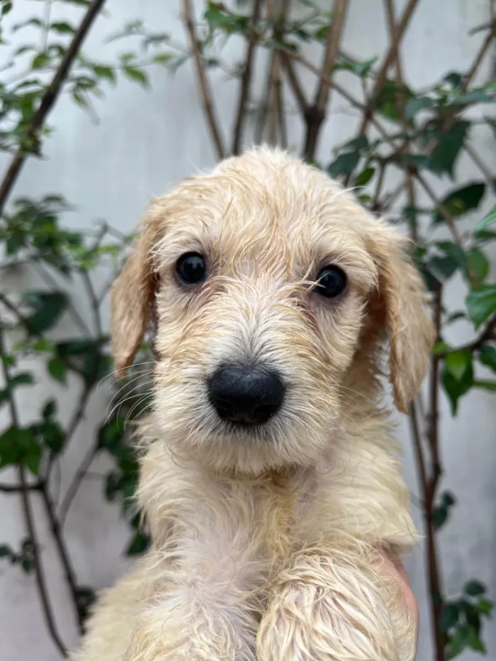 Cachorro ra a SRD-ViraLata idade 2 a 6 meses nome Ed Sherann