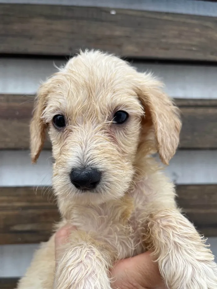 Cachorro ra a SRD-ViraLata idade 2 a 6 meses nome Ed Sherann