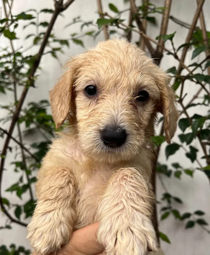 Cachorro ra a SRD-ViraLata idade 2 a 6 meses nome Ed Sherann