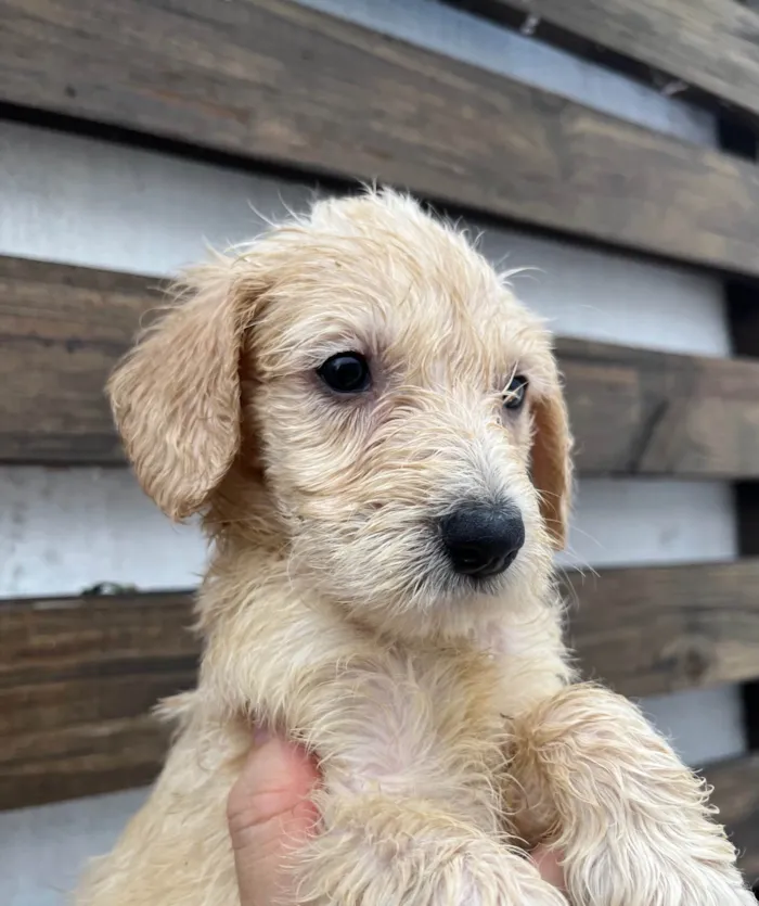 Cachorro ra a SRD-ViraLata idade 2 a 6 meses nome Ed Sherann