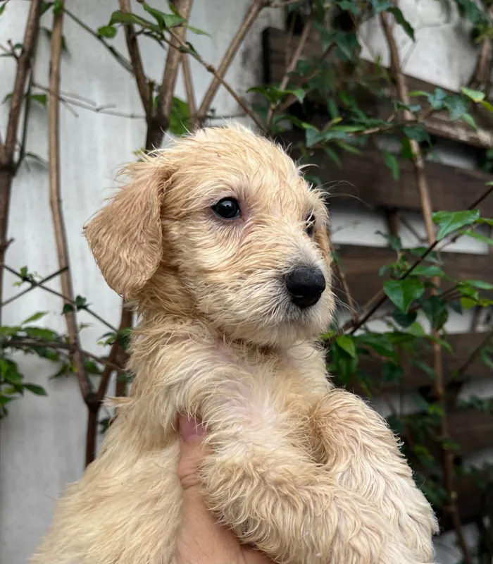 Cachorro ra a SRD-ViraLata idade 2 a 6 meses nome Ed Sherann