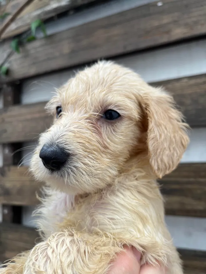 Cachorro ra a SRD-ViraLata idade 2 a 6 meses nome Ed Sherann