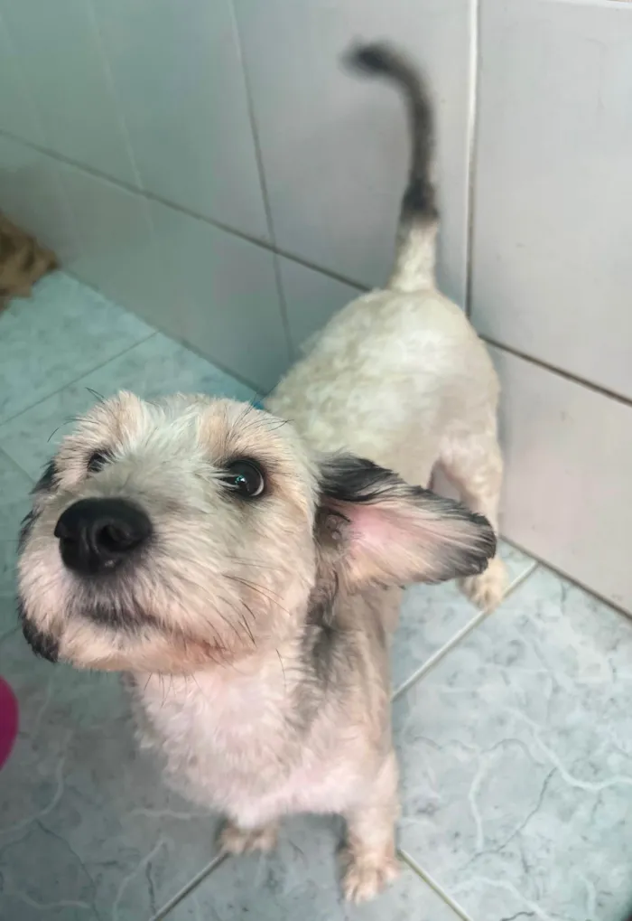 Cachorro ra a SRD-ViraLata idade 2 anos nome Cindy