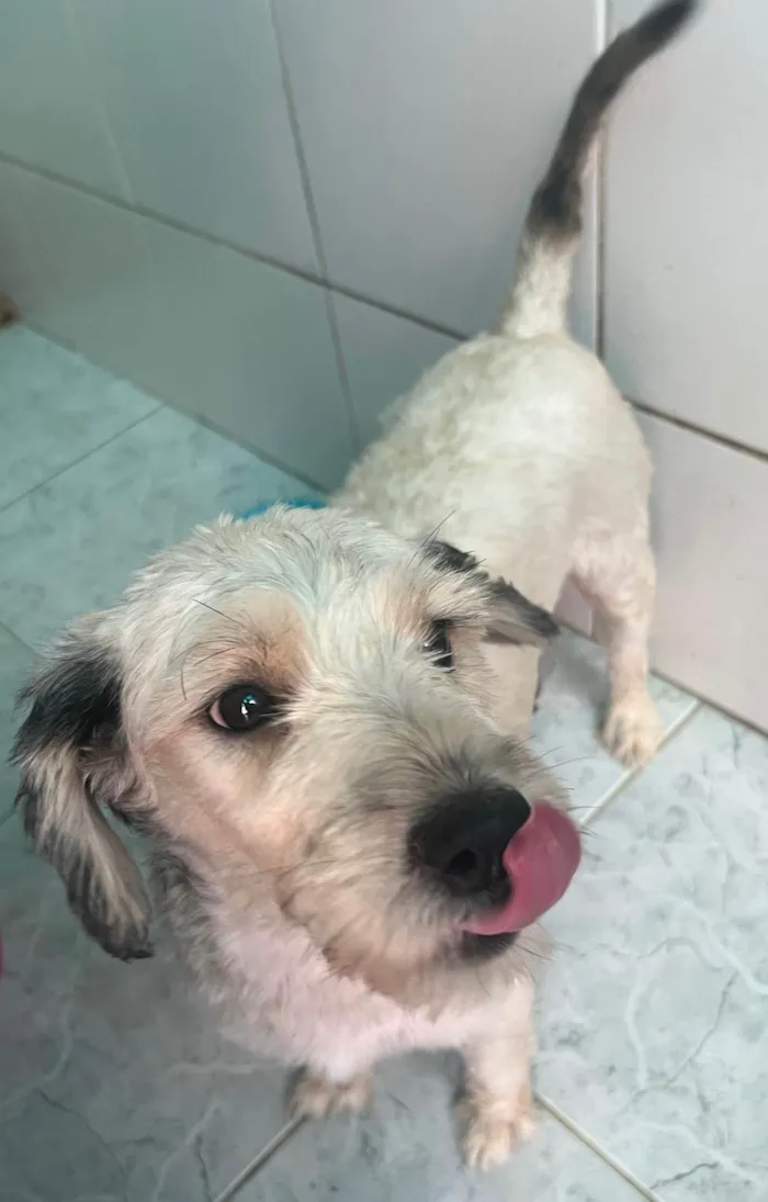 Cachorro ra a SRD-ViraLata idade 2 anos nome Cindy