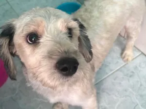 Cachorro raça SRD-ViraLata idade 2 anos nome Cindy