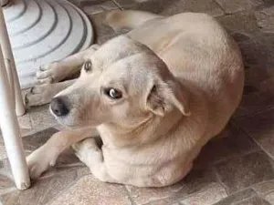 Cachorro raça mix idade 1 ano nome Caramelo