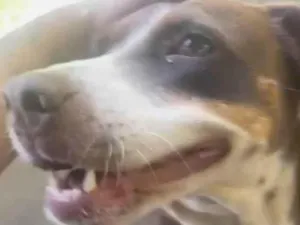 Cachorro raça SRD-ViraLata idade 3 anos nome Mel