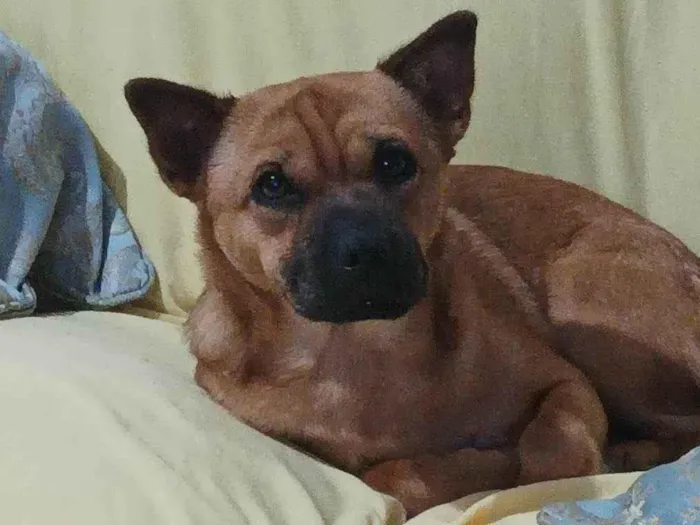 Cachorro ra a SRD-ViraLata idade 3 anos nome Maya