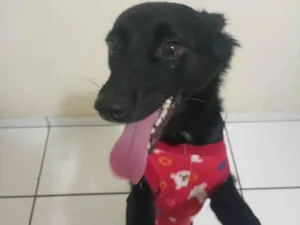 Cachorro raça SRD-ViraLata idade 2 a 6 meses nome Petucia