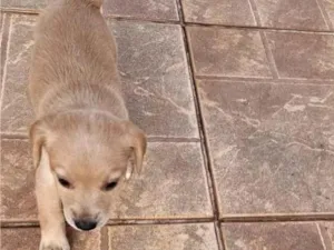 Cachorro raça SRD-ViraLata idade 2 a 6 meses nome Maria antonieta 