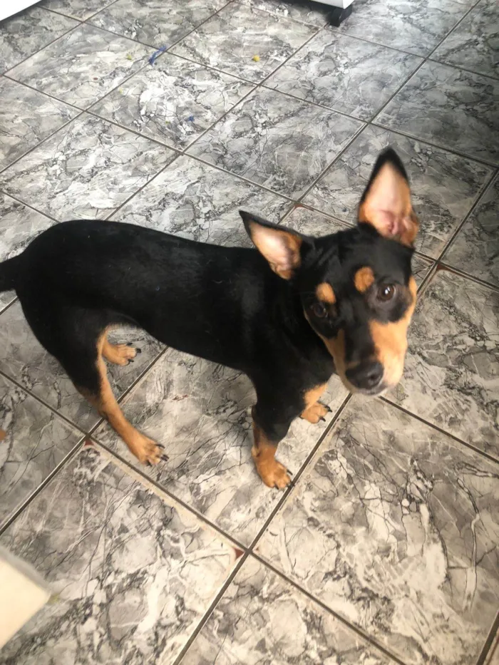 Cachorro ra a SRD-ViraLata idade 7 a 11 meses nome Mel