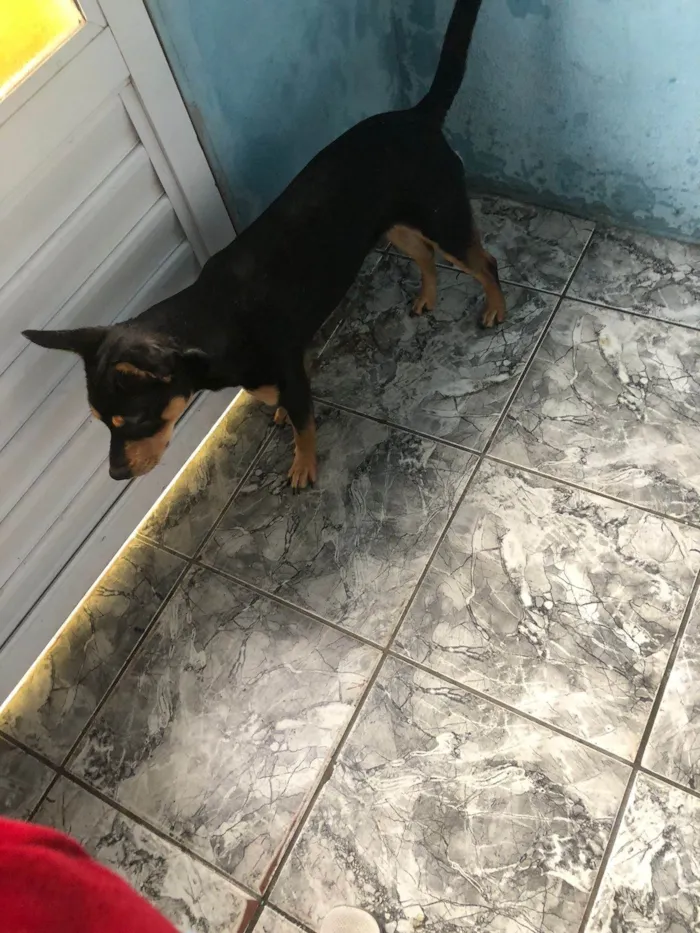 Cachorro ra a SRD-ViraLata idade 7 a 11 meses nome Mel