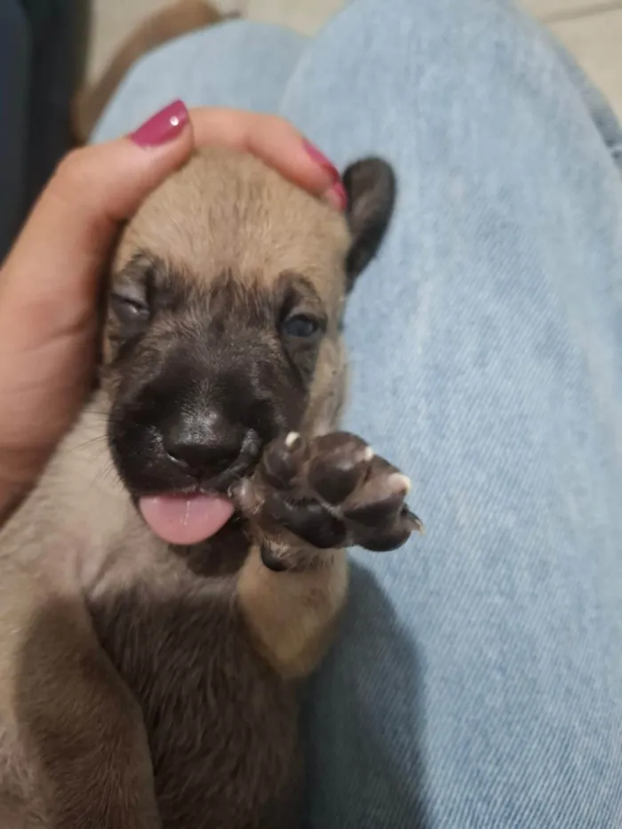 Cachorro ra a SRD-ViraLata idade Abaixo de 2 meses nome Sem nome