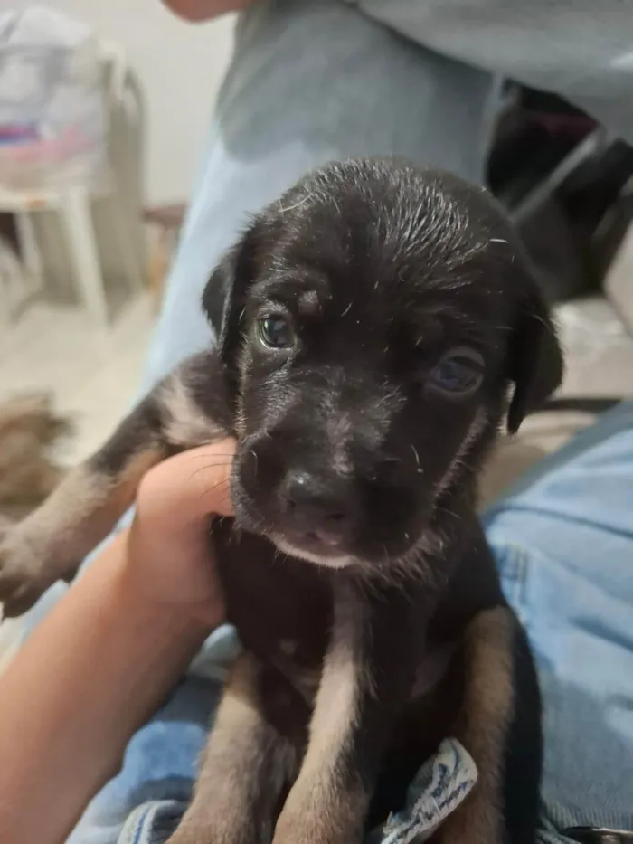 Cachorro ra a SRD-ViraLata idade Abaixo de 2 meses nome Sem nome