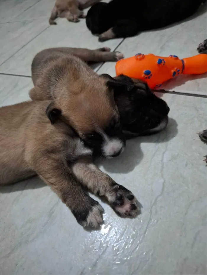 Cachorro ra a SRD-ViraLata idade Abaixo de 2 meses nome Sem nome