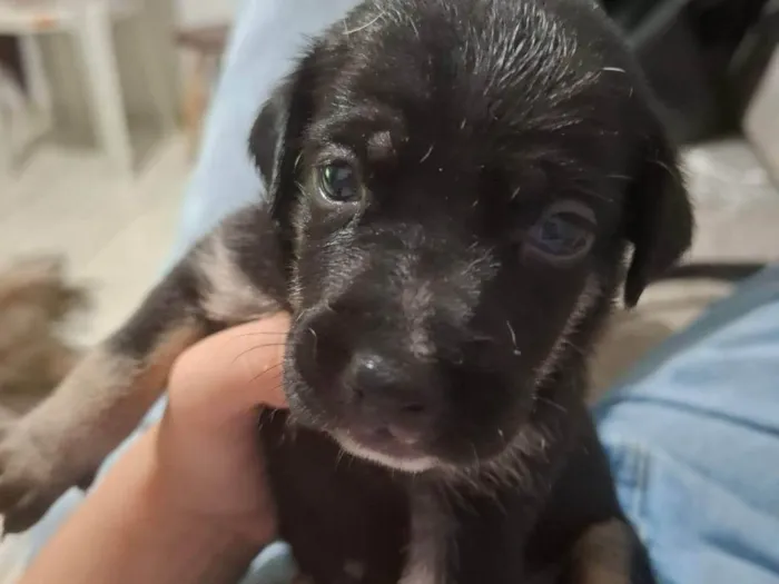 Cachorro ra a SRD-ViraLata idade Abaixo de 2 meses nome Sem nome 