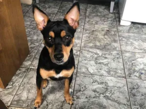 Cachorro raça SRD-ViraLata idade 7 a 11 meses nome Mel