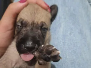 Cachorro raça SRD-ViraLata idade Abaixo de 2 meses nome Sem nome