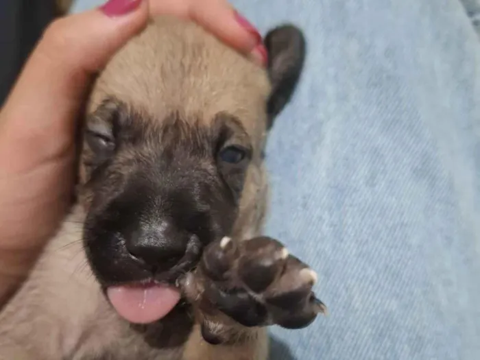 Cachorro ra a SRD-ViraLata idade Abaixo de 2 meses nome Sem nome