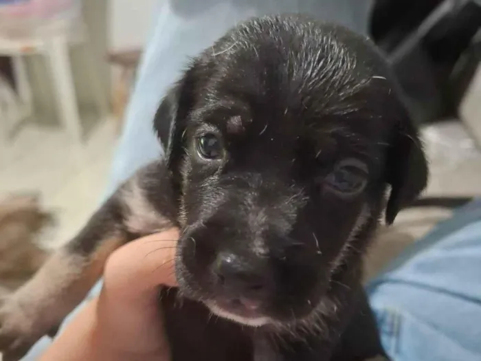 Cachorro ra a SRD-ViraLata idade Abaixo de 2 meses nome Sem nome 