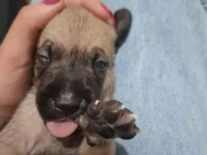 Cachorro raça SRD-ViraLata idade Abaixo de 2 meses nome Sem nome 