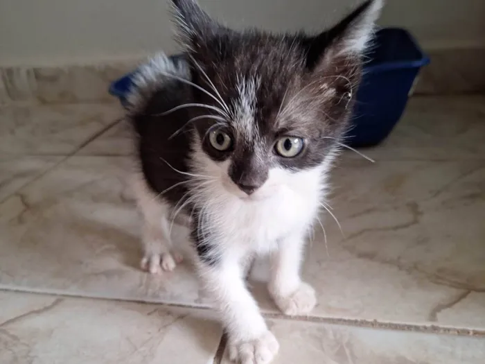 Gato ra a SRD-ViraLata idade Abaixo de 2 meses nome Gato macho menos de 2 meses