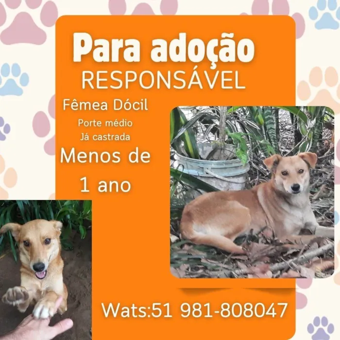 Cachorro ra a SRD-ViraLata idade 7 a 11 meses nome Caramela