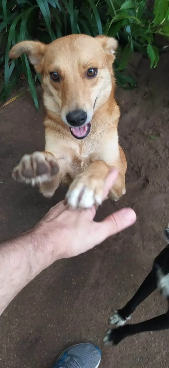 Cachorro ra a SRD-ViraLata idade 7 a 11 meses nome Caramela