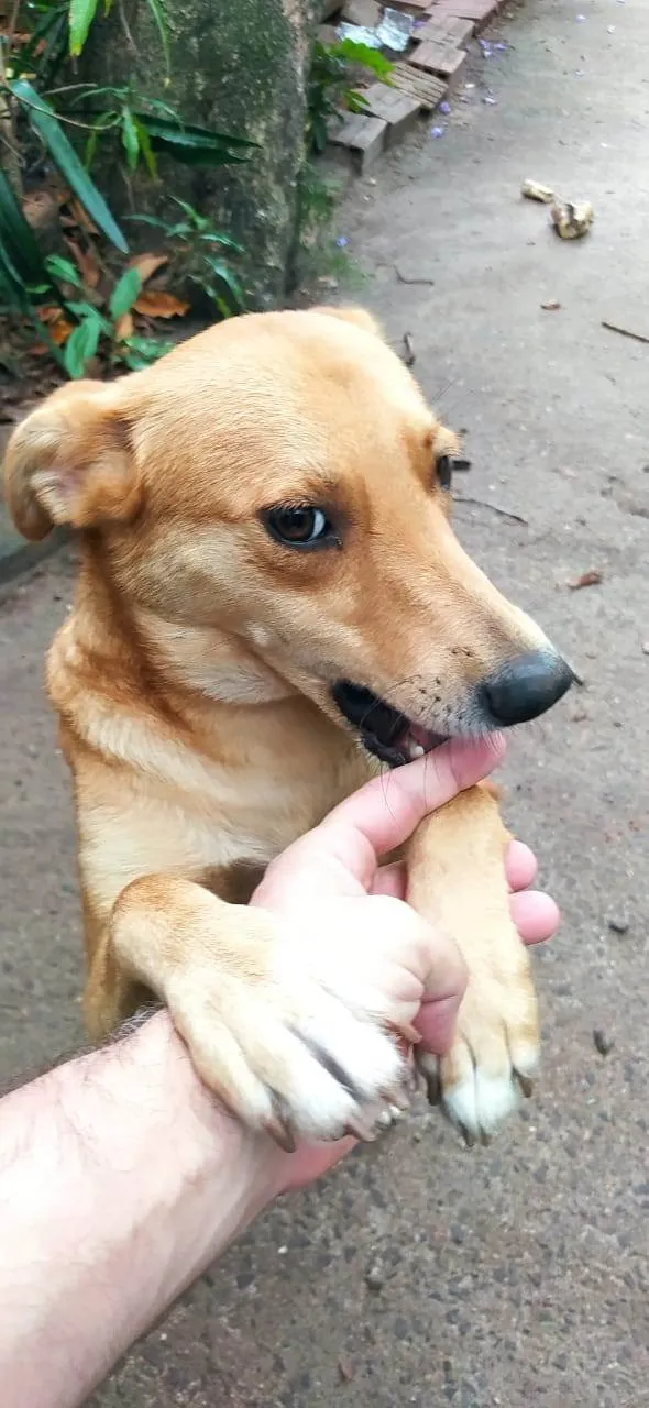 Cachorro ra a SRD-ViraLata idade 7 a 11 meses nome Caramela