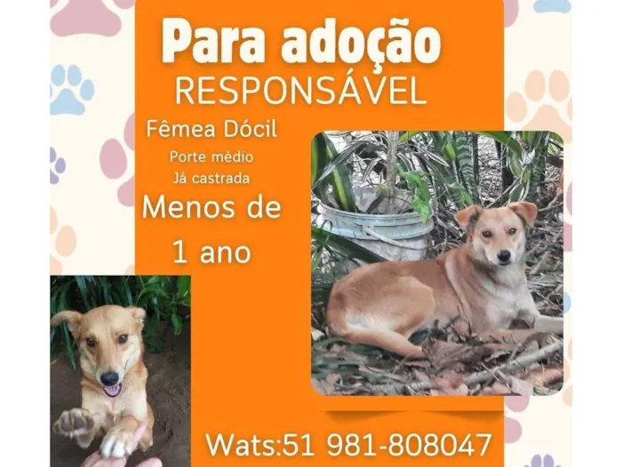 Cachorro ra a SRD-ViraLata idade 7 a 11 meses nome Caramela