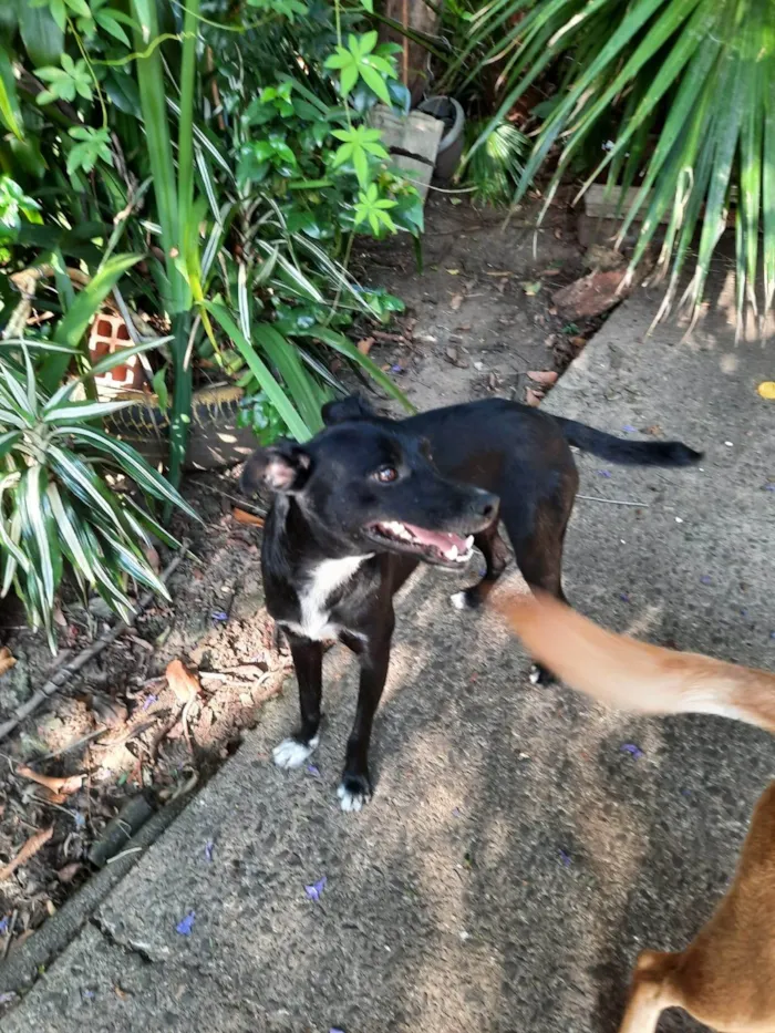 Cachorro ra a SRD-ViraLata idade 7 a 11 meses nome Guri