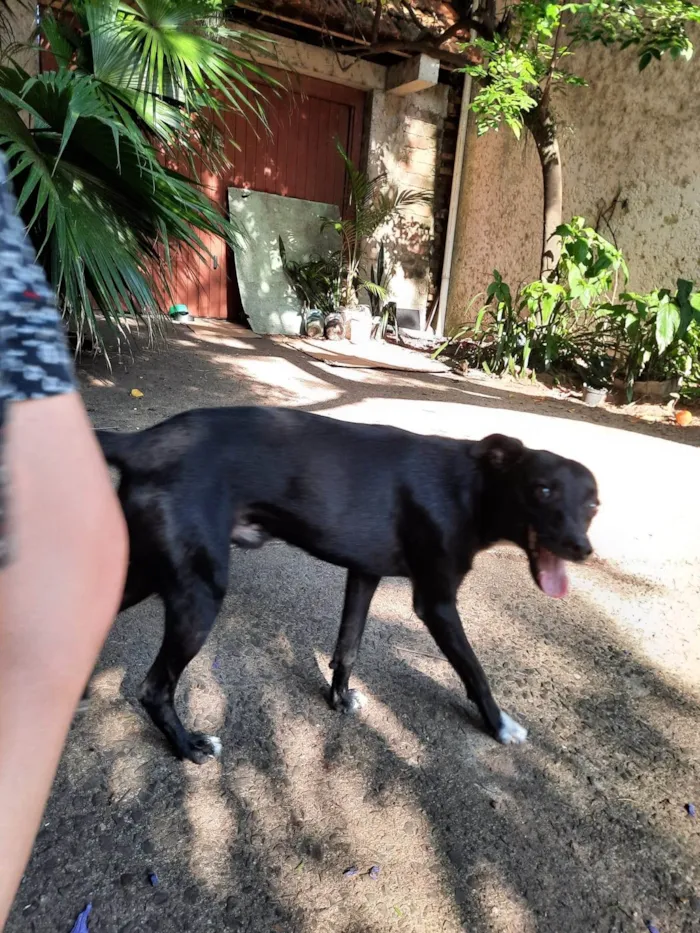 Cachorro ra a SRD-ViraLata idade 7 a 11 meses nome Guri