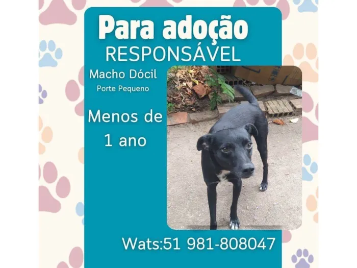 Cachorro ra a SRD-ViraLata idade 7 a 11 meses nome Guri