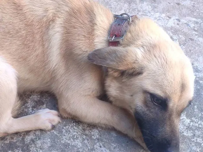 Cachorro ra a SRD-ViraLata idade 1 ano nome Sem nome