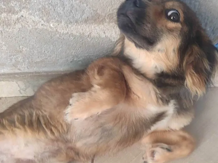 Cachorro ra a SRD-ViraLata idade 1 ano nome Sem nome 