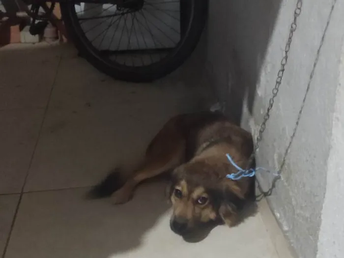 Cachorro ra a SRD-ViraLata idade 1 ano nome Sem nome 