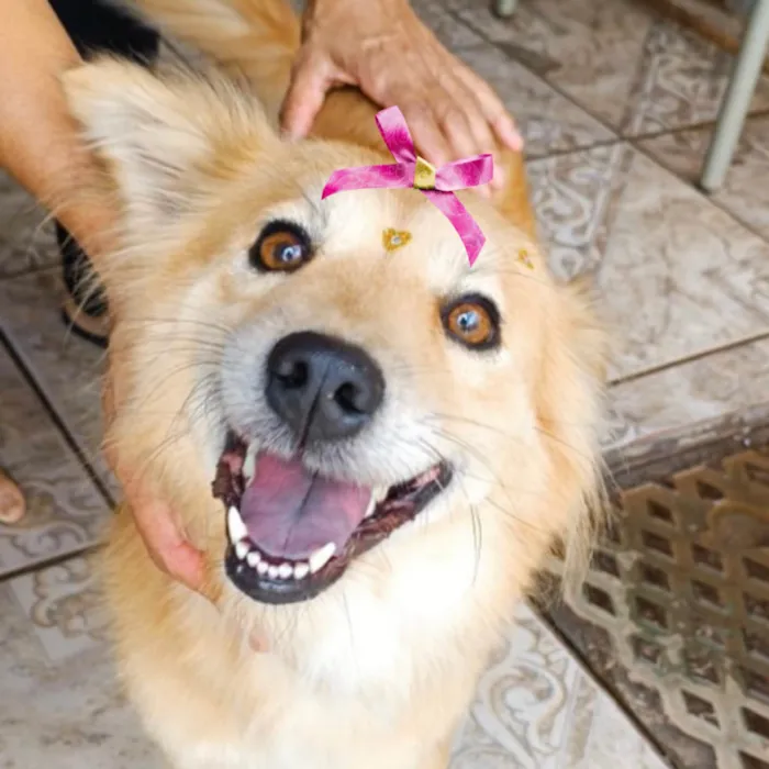 Cachorro ra a SRD-ViraLata idade 2 anos nome Isa